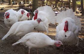 broad breasted white turkey images google search turkey