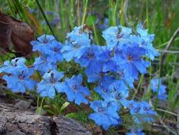 Australian wildflowers australian native flowers australian plants australian bush australian birds red flowers beautiful flowers spring flowers beautiful pictures. Water Corporation Of Wa 404 Australian Native Flowers Plants That Like Shade Australian Flowers