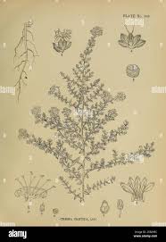 Image result for Cressa cretica