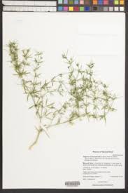 Image result for Balanites pedicellaris