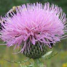 Image result for Cirsium  buchwaldii
