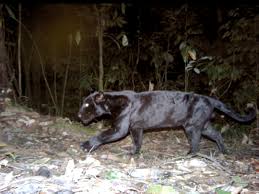 They are about a year old, both. Assets Video Intro The Global Wild Cat Conservation Organization Continue To Panthera Org Https Dg2d3wxprq381 Cloudfront Net Cms Sites Default Files Blog Post Header 2 Jpg Itok Oxr3zxwo Field Notes Panthera S Blog Www Panthera Org Blog What