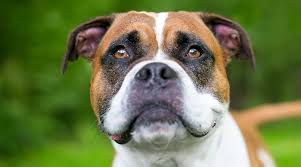 Will it prove itself to be a blessing or a curse? Boxer Mixes 20 Different Boxer Mixed Breed Pups