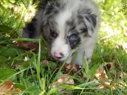 Pups ready.we have a few beautiful pups available. Miniature Australian Shepherd Puppies For Sale Pa Muexosale