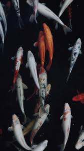 Aesthetic Black And White Koi Fish Wallpaper Pin By Luis On Iphone Background Wallpaper In 2020 New Wallpaper Iphone Ipad Wallpaper Iphone Photography