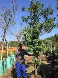 Image result for Kraussia floribunda