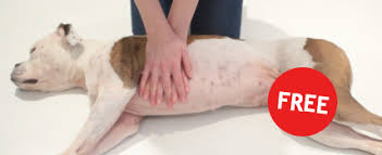 Free Dog Cpr Course First Aid For Pets