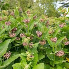Image result for Asclepias schumanniana