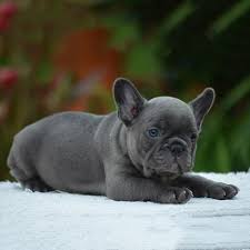 The french bulldog breed is notoriously famous for its boatload of health issues: Blue French Bulldog The Best Care Tips Frenchie World Shop