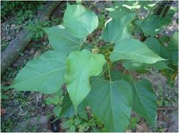 Image result for Bixa orellana