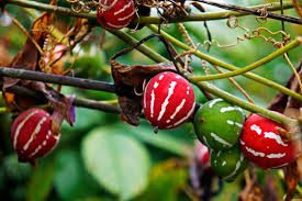 Image result for Diplocyclos