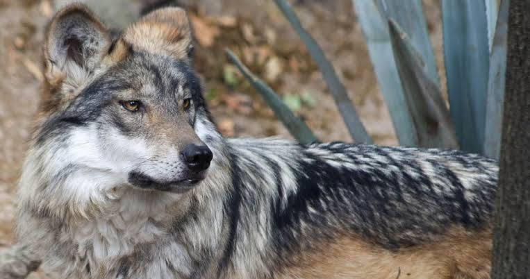 Trump arremete contra el lobo gris mexicano, en peligro de extinción