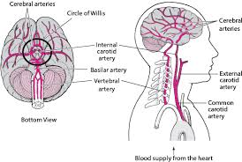 Embolic stroke with neurological symptoms developing quickly. Ischemic Stroke Brain Spinal Cord And Nerve Disorders Merck Manuals Consumer Version