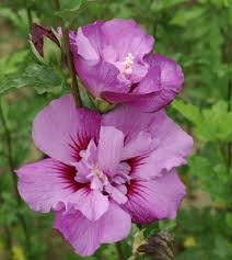 Image result for Hibiscus meyeri