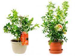 Out of state citrus 12 hanging basket meyer lemon key limequat _ thorny key lime _____ persian lime _ __ ___ calamondin _____ __ citrus cannot be shipped into other citrus producing states (az, ca, hi, la, Perk Up Patios With Potted Citrus Perishable News