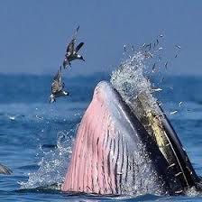 Candy Crush Cheats Ocean Creatures Whale Sea Creatures