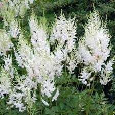 Astilbe Bloom Season Hybrids Mighty Chocolate Cherry Plant Zone