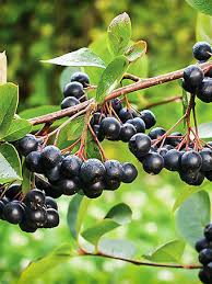 Find an unusual fruit tree for your orchard or garden with the experts at hgtv gardens. Buy Unusual Fruit Trees Online The Tree Center