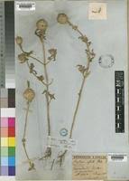 Image result for Acrotome inflata