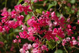 Then, as the light of morning arrives, the flowers close up again for the day. 10 Flowering Vines For Southwestern Gardens