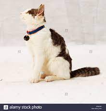 Download This Stock Image Young Tabby And White Cat Sitting Looking Up Wearing Blue Collar With Metal Identity Tag Side Cat Sitting Cat Drawing Pretty Cats