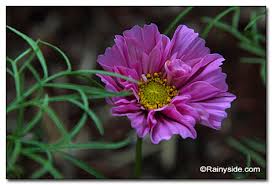 Image result for Cosmos bipinnatus `Double Click`
