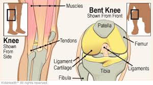 Tendons consist of densely packed collagen fibers. Knee Injuries For Parents Nemours Kidshealth