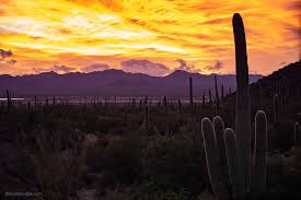 The skeleton structure of the dead saguaro cactus plant makes a good landscape ornament. The Best Things To Do In Saguaro National Park The Van Escape