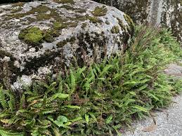 Image result for Blechnum australe