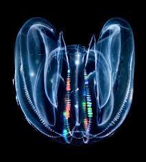 Expeditionsreporter berichtet - Abenteuer mit Tiefsee-Kreaturen !~Die Eleganz von Medusen - Transluzente Wunder im Tiefblau des Wassers