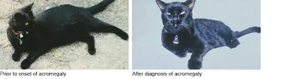 However, the success in people has research vets continuing work to find a better formulation. Feline Acromegaly Like Humans A Tumor Most Likely Located On The Pituitary Gland Produces Too Much Growth Hormones Igf Rare Disease Vet Tech Pituitary Gland