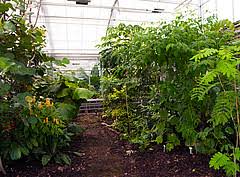 Ab Sonntag Offen Fur Besucher Hightech Gewachshaus Mit Kakao Banane Co Hohenheimer Garten