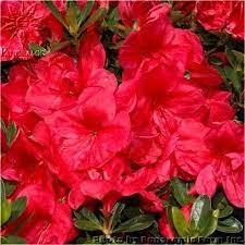 Azalea Red Slipper Evergreen Shrub Height 3 4 Width 3 4 Full Sun To Part Shade Cyclical Blooming Every 9 Mon How To Attract Hummingbirds Bloom Azaleas