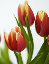 Yard And Garden Forcing Tulips To Bloom Indoors News