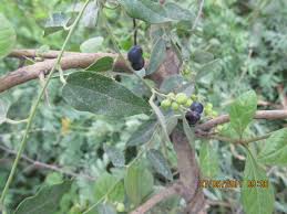 Image result for Cocculus hirsutus