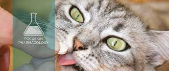 Use Of Antibiotics For Treating Utis In Dogs And Cats Today S Veterinary Practice