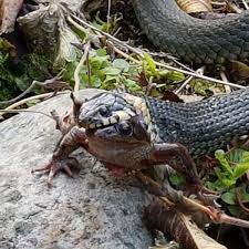 Eine ringelnatter in der mittagssonne hat auf einer straße im oberbergischen kreis für ein plötzliches bremsmanöver und rund 10 000. Foto Von Krotenschluckender Ringelnatter Entstand In Weyhe Syke