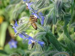 We did not find results for: The Best Flowers For Bees Old Farmer S Almanac