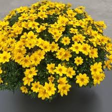 Image result for Bidens flagellata