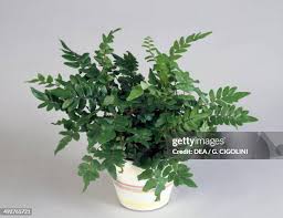 Image result for Pteridaceae