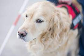 Dogs can be especially helpful to those that suffer from any number of mental or emotional issues such as ptsd or social anxiety. Service Dogs For Anxiety Everything You Need To Know