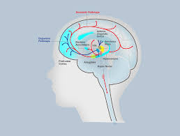 Executive Function Self Regulation