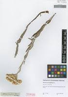 Image result for Helichrysum cephaloideum