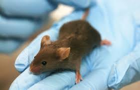 Le Coronavirus N A Pas Dit Son Dernier Mot Le Devoir