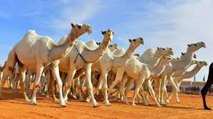 That come in distinct flavors and taste. Camel Mandi Karachi Ø§ÙˆÙ†Ù¹ Ù…Ù†ÚˆÛŒ Ú©Ø±Ø§Ú†ÛŒ Home Facebook