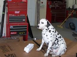 Terrier goldador golden irish golden retriever goldendoodle goldendoodle, mini gordon setter great dane great danoodle great pyrenees greater swiss mountain dog. Dalmador Dog Breed Information And Pictures