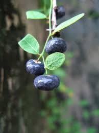 Image result for Phyllanthus reticulatus