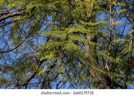 Image result for Kirkia