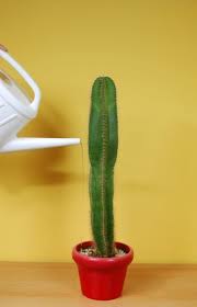 The larger and more established the plant is the less often you will have to water. Cactus Plant Watering How To Water A Cactus Inside And Outdoors Cactus Plants Cactus House Plants Cactus