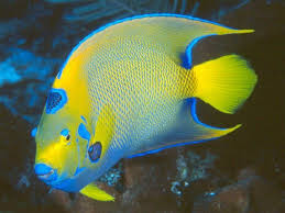 What Kind Of Animal Can Live In Hot Desert Spring Water Or In The Freezing Water Of The Antarctic Description From Masho0oq B Tropical Fish Aquarium Fish Fish